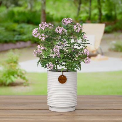 5.9 Inch White Ceramic Planter with Drainage and Saucer - color: White, size: Medium