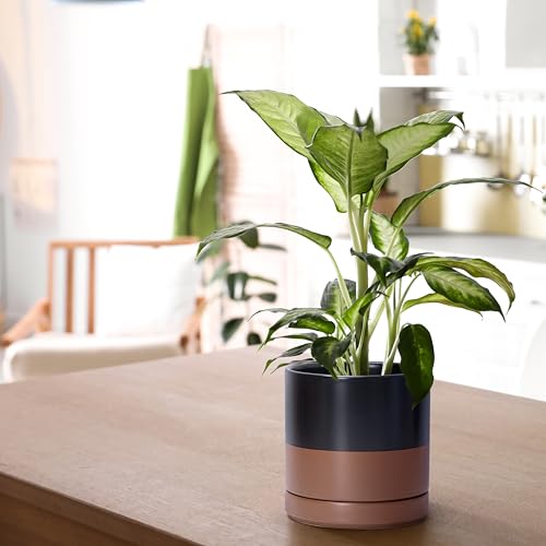 D'vine Dev 2-Pack Ceramic Pots with Saucers, Black/Tan, 6.5 in, 94-V-C-7 - color: Black/Speckled Tan, size: 6 Inch
