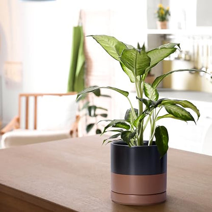 D'vine Dev 2-Pack Ceramic Pots with Saucers, Black/Tan, 6.5 in, 94-V-C-7 - color: Black/Speckled Tan, size: 6 Inch