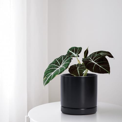 D'vine Dev 2-Pack Ceramic Pots with Saucers, Black, 6.5 in, 94-V-C-2 - color: Black, size: 6 Inch