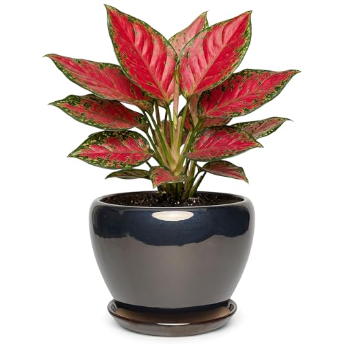 7.5 Inch Ceramic Plant Pot with Drainage Hole Mesh Net,Modern Gardening Pots for Indoor Plants with Saucer, Black - color: Black, size: 7.5 Inch