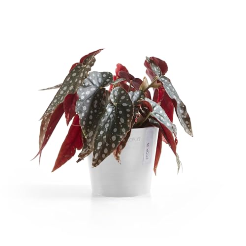 Ecopots Amsterdam Mini Round Flower Planter, Pure White, 5" - color: Pure White, size: 5 Inches