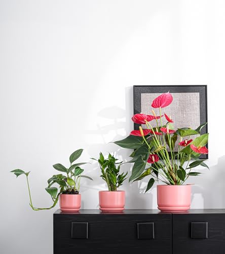 Ceramic Plant Pots,Planters with Drainage Hole&Saucer 3 Pack(Matte Orange) - color: Matte Orange