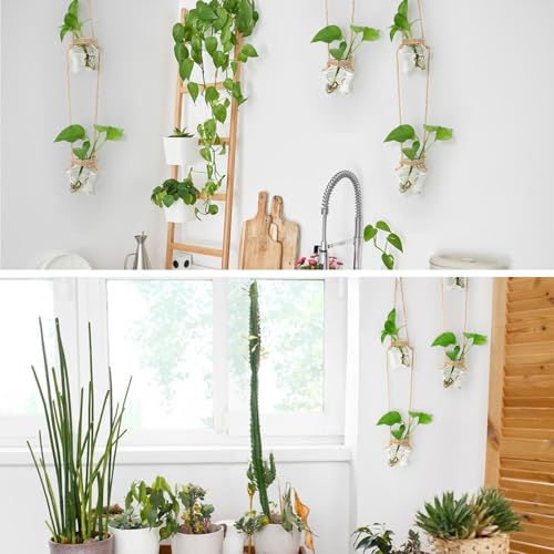 XXXFLOWER 2 Tiers Star Shaped Glass Vase Wall Hanging Propagation Station - size: 2 Star Vases