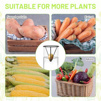 4Pcs Avocado Seed Starter vase Holders That can be Used as Propagation Kits for Plant Propagation vases, not only for Avocados but Also for Other Similar Plants (Carrots, Sweet Potatoes, etc)