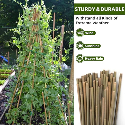 Bamboo Stakes,3Ft,65Pack,Bamboo Garden Stakes,for Tomato,Beans,Vegetable and Flowers, Potted Plants,Indoor and Outdoor Climbing Plants - size: 3Ft,65Pack