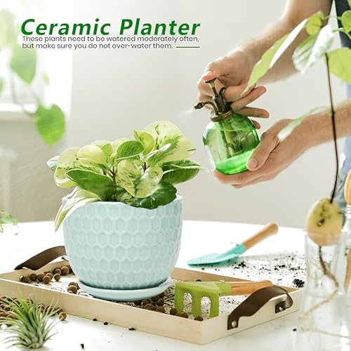 Ceramic Flower Pots with Drainage Hole and Saucer, Modern Round Succulent Planters with Honeycomb Inspired Texture Design, Small to Medium Sized, Set of 3, Green - size: 6.4"+5.2"+3.7" - Set of 3, style: Honeycomb