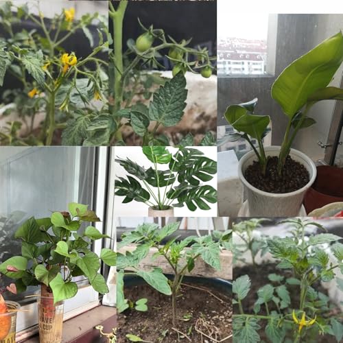 6pcs Frog Plant Stand Holder Plant Propagation Buddy for Indoor Accessories