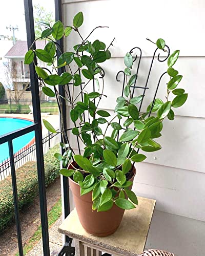 Mklsit 32" Metal Plant Trellis for Climbing Plants Support, 4 Pcs Fan Shape - size: 32" Fan Shape