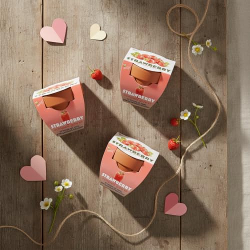 Buzzy Seeds Alpine Strawberry Grow Kit 12-Pack, Terracotta Pots, Fruit - color: 12pk Alpine Strawberry