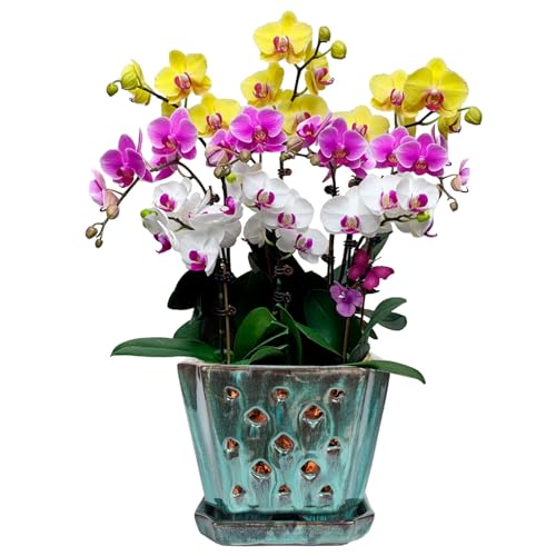 W&W Orchid Pot with Holes and Saucer for Repotting, Green Mix, 7" - color: Green Mix