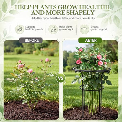 2 Pack Large Peony Cages and Supports, 26" H x 20" D Grow Through Plant Support Rings, Plastic Rings with Stainless Steel Stakes for Peonies, Roses Tomato Hydrangea Strawberry