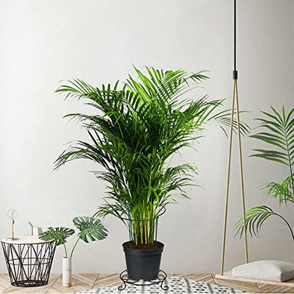 6 Pack 24 Inch High Plant Stake,Garden Plant Support,Half-Round Peony Cage Plant Ring Hoop - size: 9.5x24Inch-6Pack