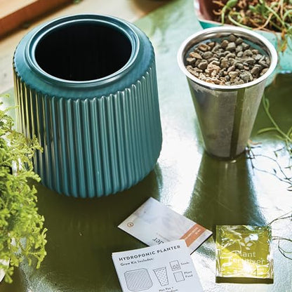 Modern Sprout Flower Grow Kit-Self-Watering Ceramic Planter-Daisy Daydream - color: Daisy Daydream