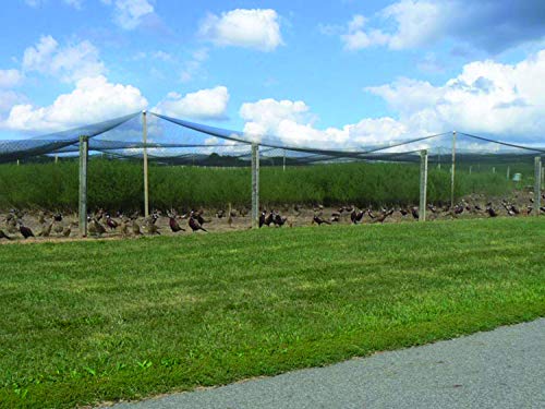 Stromberg's 2" Mesh Heavy Duty Knotted Aviary Netting, 50' x 100' - style: 2" Netting - 50' x 100'