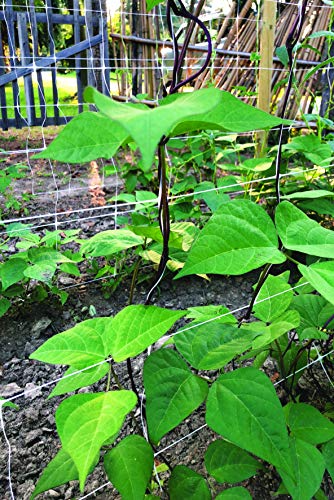 Tenax 100521799 Hortonova Plant Trellis Net, 42" x 3,280', White