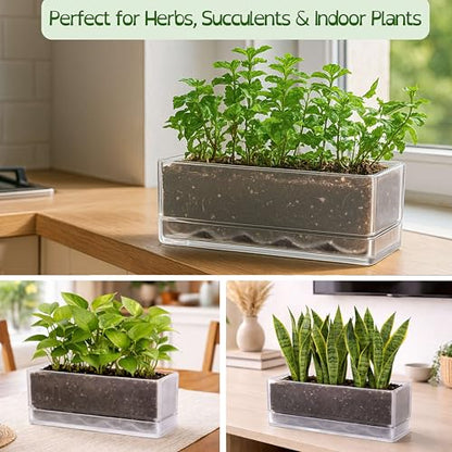 D'vine Dev Rectangular Planter, 12 x 4.5 in, Clear, Set of 1, 76-X-D-1 - color: Clear