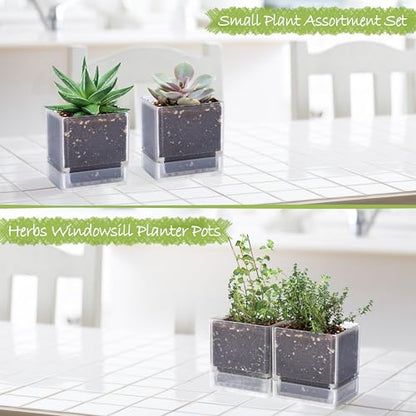 D'vine Dev 2-Pack Acrylic Herb Planter Pots, 4 in, Clear, 76-Y-D-1 - color: Clear, size: 8 Inch x 4.5 Inch