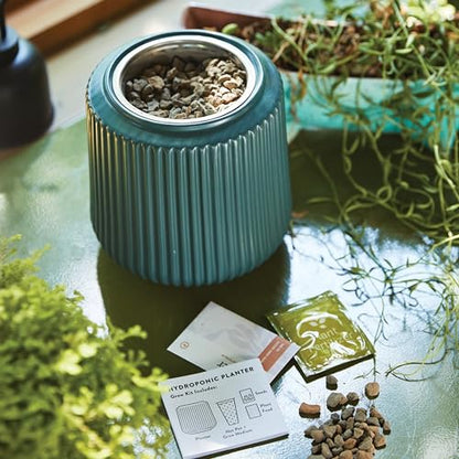 Modern Sprout Flower Grow Kit-Self-Watering Ceramic Planter-Daisy Daydream - color: Daisy Daydream