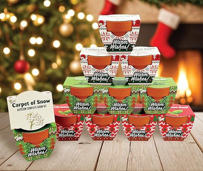 BUZZY Seeds Holiday Sweater Grow Kit 12-Pack, Terracotta Pots, Assorted - color: 12pk Daisy