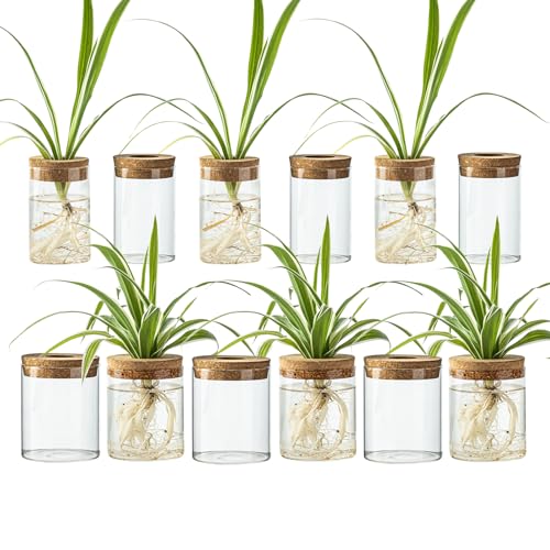 Glass Propagation Stations for Plants -Desktop Flower Vases,Propagation Flower Vases Set – 6 Large & 6 Small for Plant Cuttings，for Living Room, Bedroom Decoration,Home,Office Decor (12)