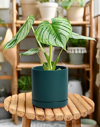 D'vine Dev 2-Pack Ceramic Pots with Saucers, Teal, 6 in, 94-V-C-9 - color: Teal, size: 6 Inch