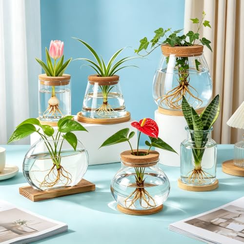 6PCS Plants Propagation Stations Glass Propagation Vases Jar, Planter Terrariums with Wooden Lid and Bamboo Stand Desktop, Hydroponic Vase for Plant Growing Home Office Tabletop Decor
