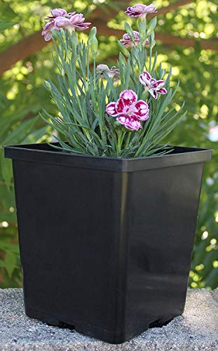 1/2 Gallon Square Nursery Pots 24PCS Black Thick Durable Plastic Flower Pots with Drainage Holes, Reusable Seedling propogation Starter Pots for Indoor Plants, Transplanting, Succulents
