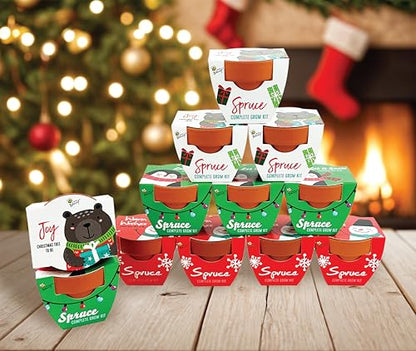 BUZZY Seeds Holiday Spruce Grow Kit 12-Pack, Terracotta Pots, Tree Gift - color: 12pk Holiday Spruce