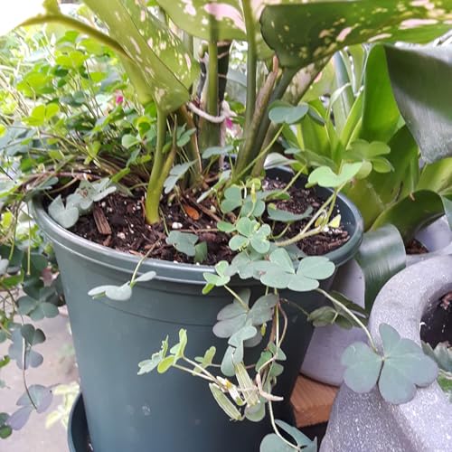 1 Gallon Pots for Plants, 10 Pack Thicken Durable Plastic Nursery Pots - color: Green