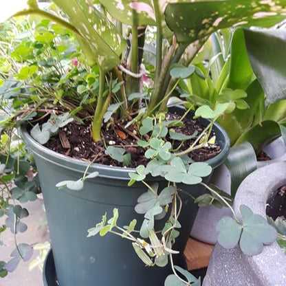 1 Gallon Pots for Plants, 10 Pack Thicken Durable Plastic Nursery Pots - color: Green