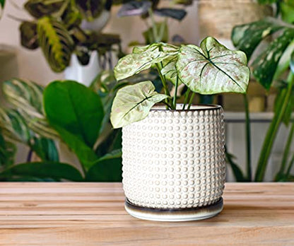 D'vine Dev Beaded Ceramic Pot with Saucer, 6 in, Smoked White, 27-C-X-1 - color: Smoked White, size: 5.8 Inch