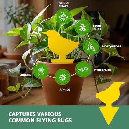Kate's Home & Garden 60 Count Fruit Fly Traps for Indoors and House - size: 60