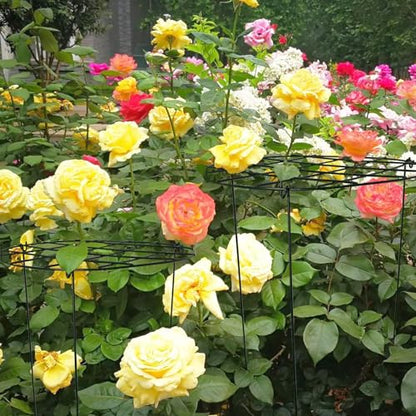 2 Pack Round Peony Cages and Supports Grow Through Plant Supports Ring Hoop,24 inch Plant Support Stake with 3 Legs for Potted Plant Tomato, Rose (24inch)