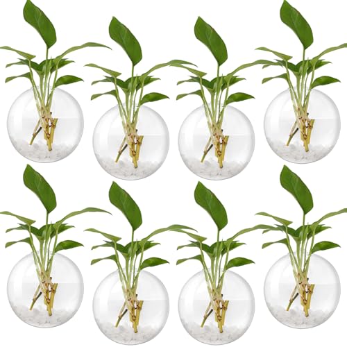 Layhit 8 Pcs Wall Hanging Planters Terrarium Glass Propagation Wall Mounted Planter Oblate Flower Vase Clear Glass Plant Containers for Hydroponics Plants Home Office Garden Decor