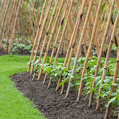 Cambaverd Bamboo Stakes 8 Feet, 1in Dia. Garden Stakes,10 Pack Bamboo Poles - size: 8 FT-10PACK