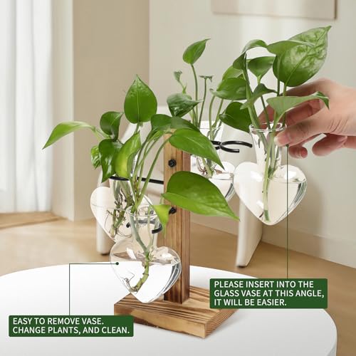 Plant Terrarium Propagation Stations with Wooden Stand - color: Transparent