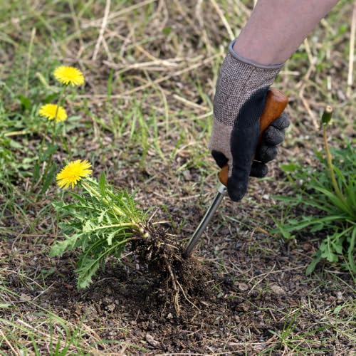 Dandelion Weed Puller Tool Handheld 13" - Garden Weeder Root Removal Tool - Heavy Duty Japanese Steel with Wood Handle - Made in Japan - color: Brown Dandelion Weeder