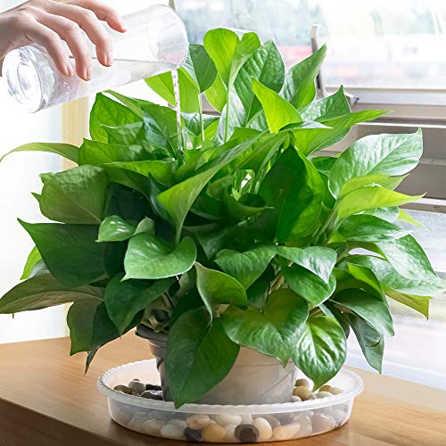 MUDEELA 6-Pack Plastic Plant Saucers Tray for Indoor, 6 Inches, Clear - size: 6" - 6 Pack