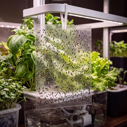 100 Gnat Sticky Traps for Plants, Transparent Double Sided Indoor Outdoor