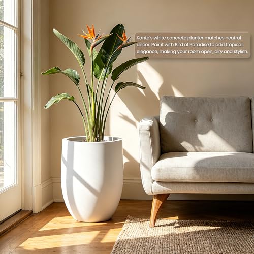 Kante Large Round Bullet White Concrete Planter 21.7" Tall, Outdoor - color: White