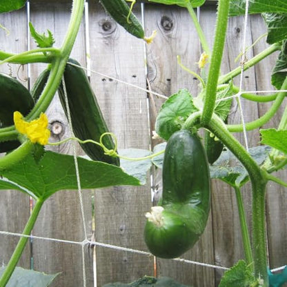 Polyester Trellis Netting Garden Plant Climbing Support Mesh for Vine Vegetables and Flowers