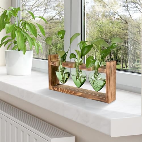 Plant Terrarium Propagation Stations Hydroponics - color: Green