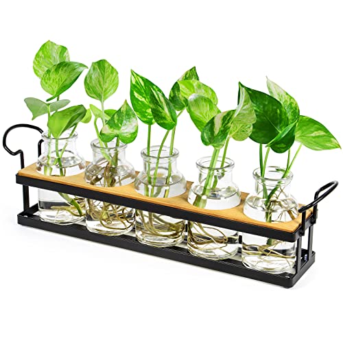Plant Propagation Station with 5 Glass Jars, Retro Hydroponic Planter Vase - color: Black – 5 Tray