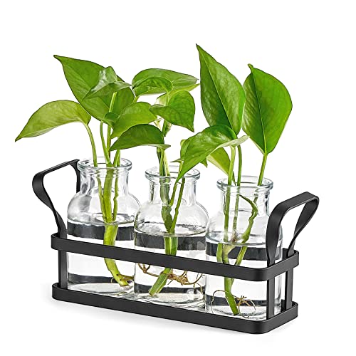 Mkono Propagation Stations, 3 Jars Desktop Glass Plant Terrarium with Stand - size: Medium