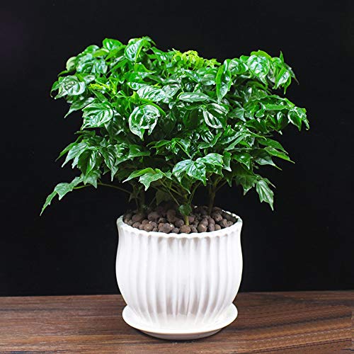 Yesland 3 Pack Ceramic Planter Pots, 3.9"/5.3"/6.7" Modern Round Flower Pots with Drainage Holes & Saucers, Small Indoor Planters for Succulent Cactus, Home Decor Gift