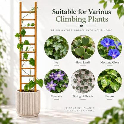 Plant Trellis Indoor 31" Wood Climbing Support for Hoya Pothos, Ivy & Vines - size: 31" H