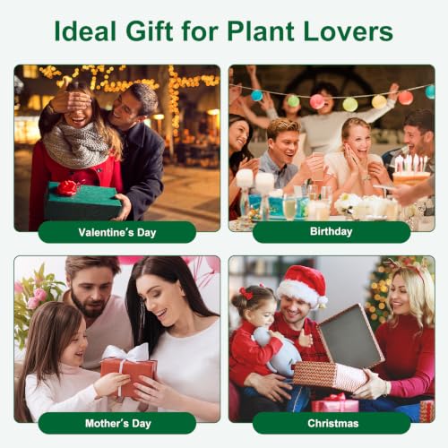 Plant Terrarium Propagation Station Air Planter Bulb Glass Vase with Wooden Stand 3 Heart Shaped Glass Vases