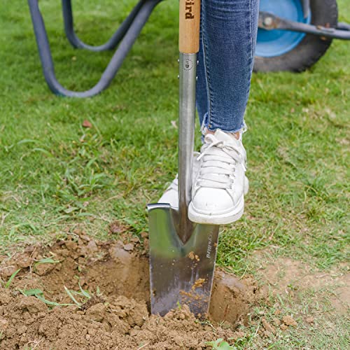 Berry&Bird Trenching Shovel, Garden Drain Spade Shovel with Wood Handle, 42.5" Stainless Steel Gardening Planting Spade, Heavy Duty Root Cutter Shovel Trench Shovel for Digging Transplanting & Edging - color: Trenching Shovel, size: 42.5 inch