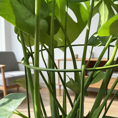 3-Pack Heavy Duty Plant Stakes and Supports for Indoor Outdoor Plants, Metal Support Stakes & Cage Rings, Ideal for Monstera, Peonies, Roses (10" W x 17" H) - size: 10"W x 17"H, 3-Pack